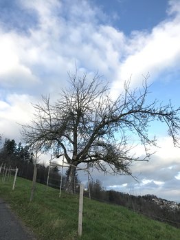 Baumpatenschaft - Stiftung Bühl - Apfelbaum