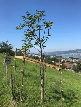 Baumpatenschaft - Stiftung Bühl - Nussbaum