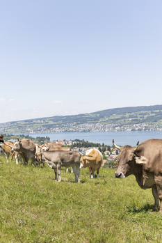 Stiftung Bühl - Kuhherde mit Blick auf See