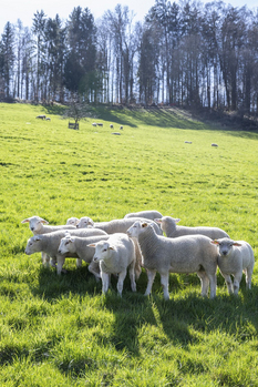 Bio-Landwirtschaft - Stiftung Bühl - Lama