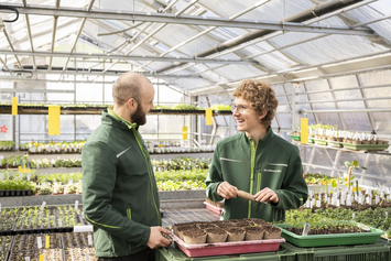 Berufsbildungsangebot-Gärtnerei-Gewächshaus-Gemüsejungpflanzen-Lernende mit Ausbilder beim setzen