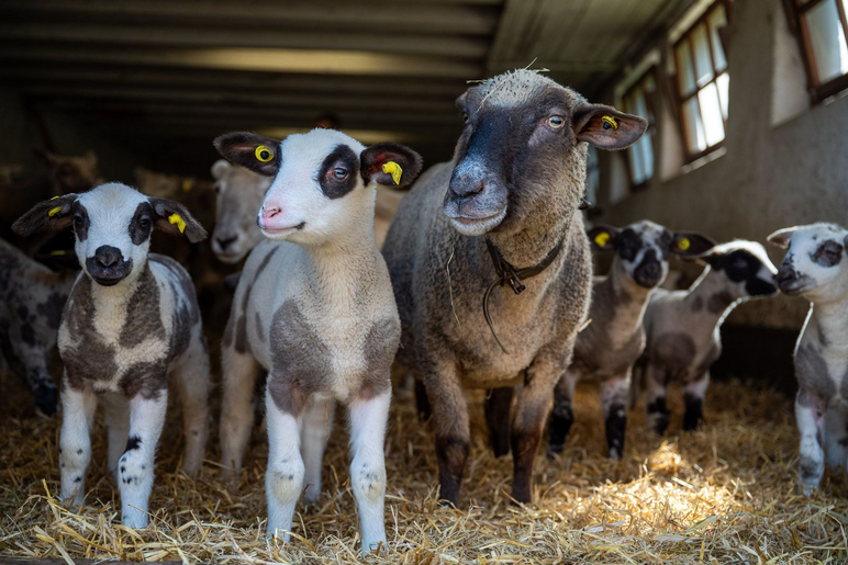 Bio-Landwirtschaft - Stiftung Bühl - Schafhaltung