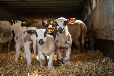 Unsere Tiere