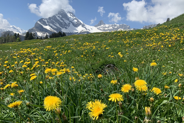 Blumenwiese mit Bergen im Hintergrund - Stiftung Bühl