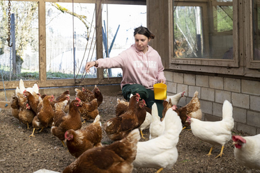 Bio-Landwirtschaft - Stiftung Bühl - Hühnerstall