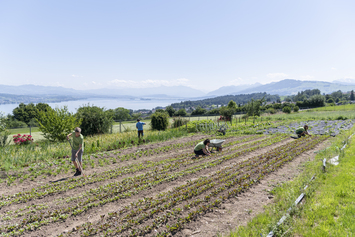 Bio-Gärtnerei - Stiftung Bühl - Pflanzenbeet