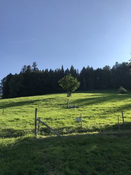 Baumpatenschaft - Stiftung Bühl - Kastanienbaum