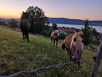 Heilpädagogische Reiten - Stiftung Bühl - Pferde bei Sonnenuntergang