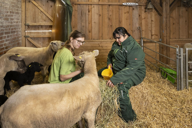 Bio-Landwirtschaft