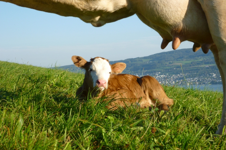 Bio-Landwirtschaft - Stiftung Bühl - Muttertierhaltung