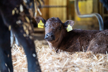 Bio-Landwirtschaft - Stiftung Bühl - Muttertierhaltung