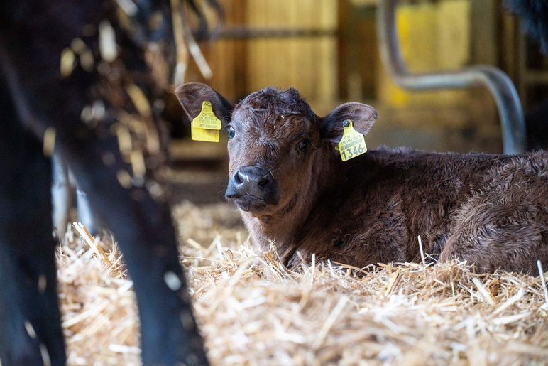 Bio-Landwirtschaft - Stiftung Bühl - Muttertierhaltung