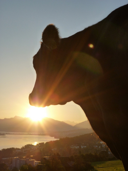 Kuh bei Sonnenuntergang