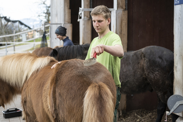 Aufnahme Berufsbildung-Landwirtschaft-Lernender striegelt ein Pferd 