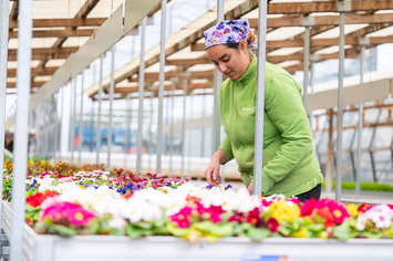 Bio-Gärtnerei - Stiftung Bühl - Verkaufswagen