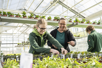 Bio-Gärtnerei - Stiftung Bühl - Tomaten pflegen