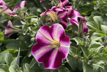 News - Bio-Gärtnerei - Verkauf