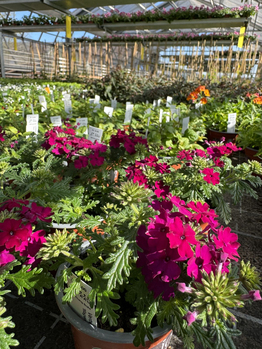 Bio-Gärtnerei - Stiftung Bühl - Produkte - Blumen