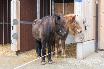 Heilpädagogische Reiten - Stiftung Bühl - zwei Pferde