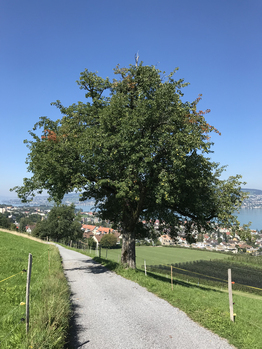 Baumpatenschaft - Stiftung Bühl - Birnenbaum