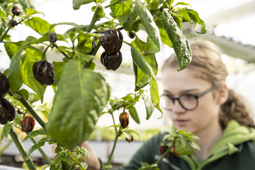 Bio-Gärtnerei - Stiftung Bühl - Produkte - Salat pflanzen