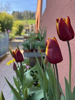 Bio-Gärtnerei - Stiftung Bühl - Produkte - Blumen