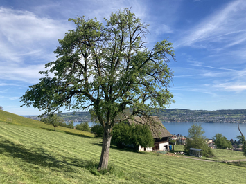 Baumpatenschaft - Stiftung Bühl - Birne