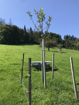 Baumpatenschaft - Stiftung Bühl - Apfel