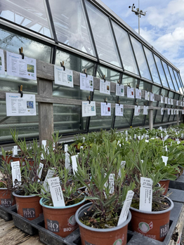 Bio-Gärtnerei - Stiftung Bühl - Produkte - Verkauf Aussenbereich