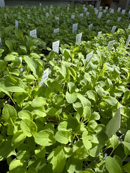 Bio-Gärtnerei - Stiftung Bühl - Produkte - Salat