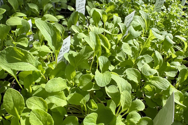 Bio-Gärtnerei - Stiftung Bühl - Produkte - Salat